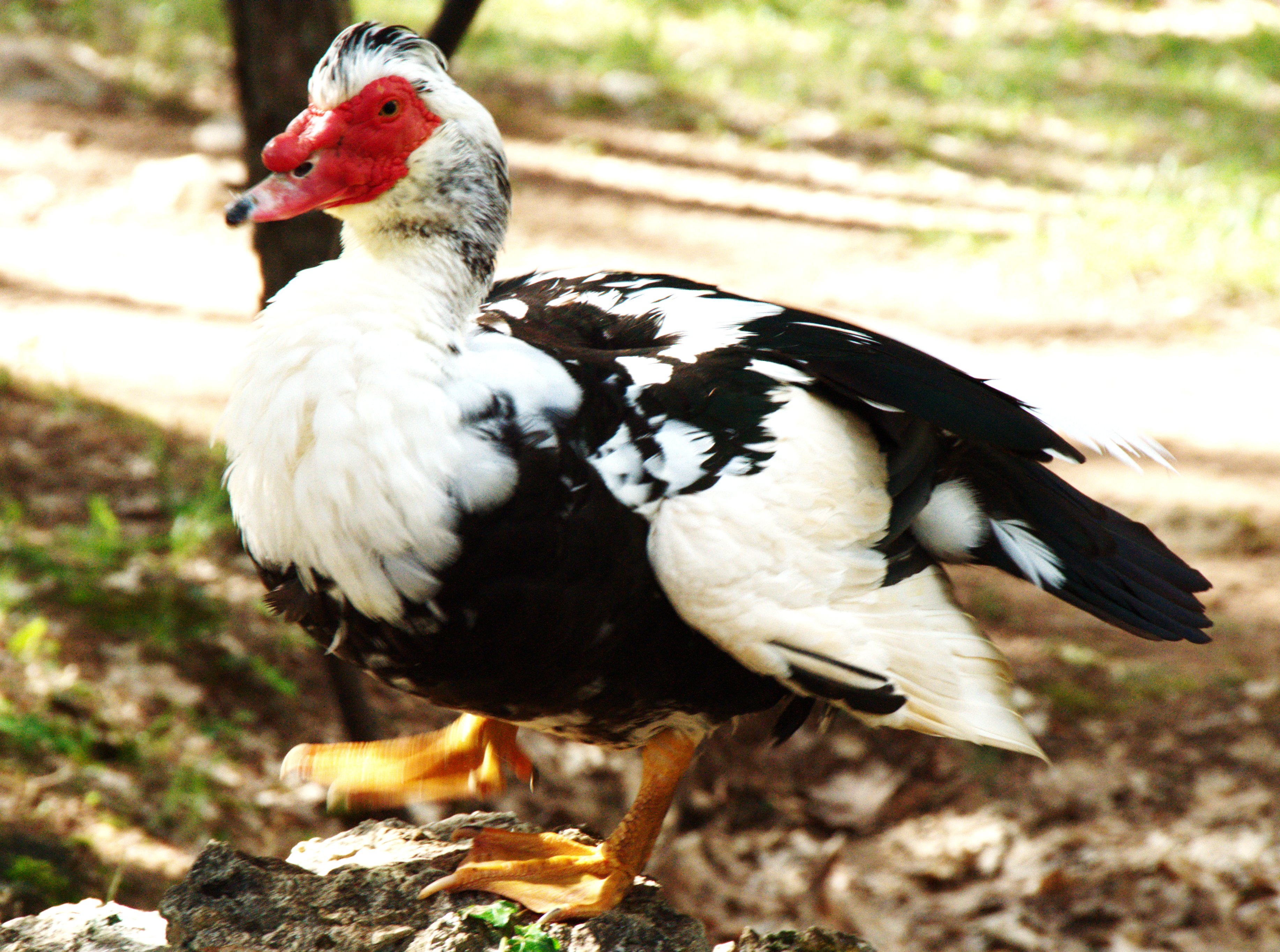 A_Muscovy_Duck_-_Creative_Commons_by_gnuckx_(4693286493).jpg