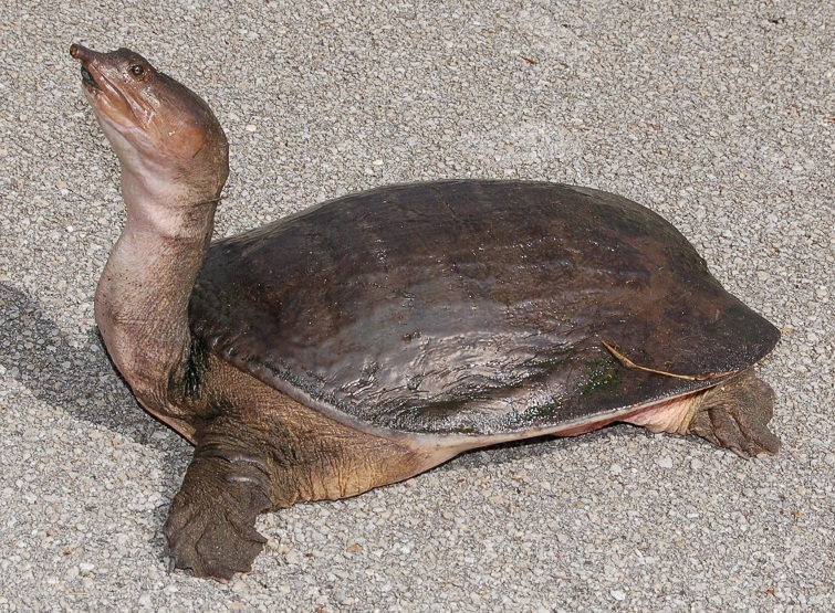 Florida-Softshell-Turtle.jpg