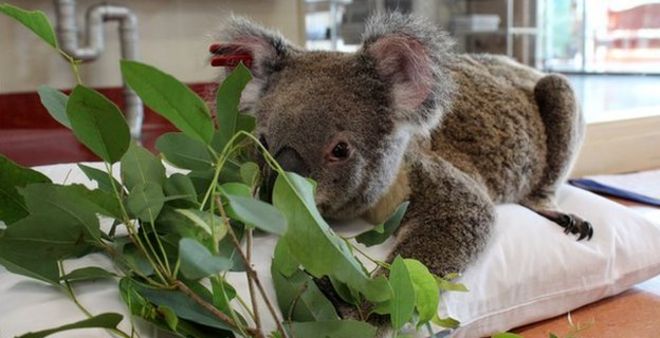 _67090718_koala01.jpg