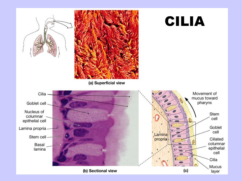 CILIA.jpg