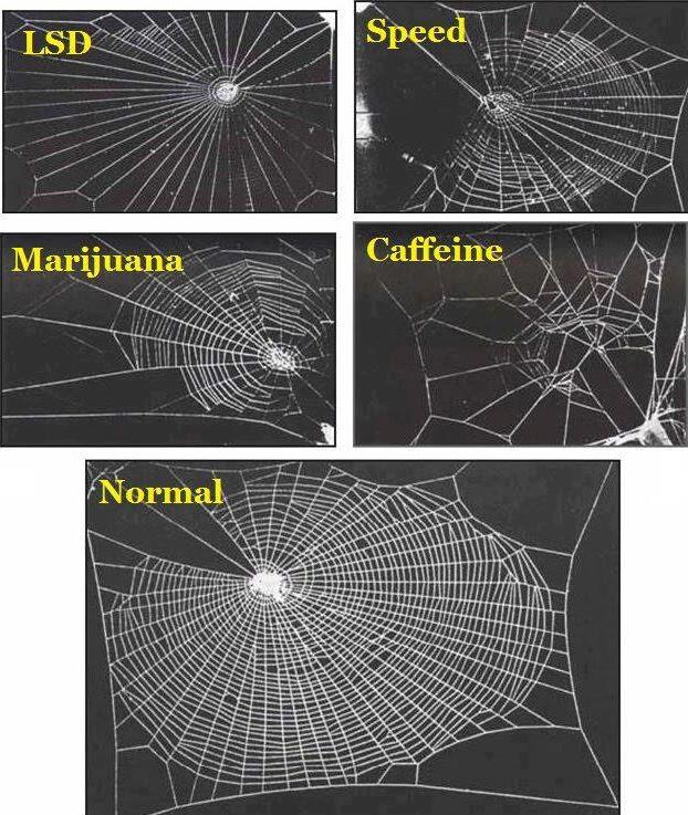 spiders-on-drugs.jpeg