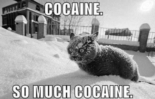 coke_cat_freak.jpg