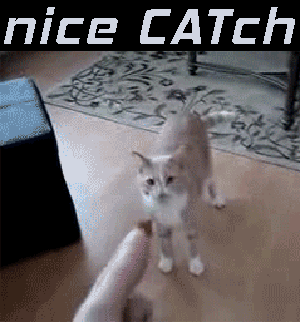 nice-CATch-cat-GIF.gif