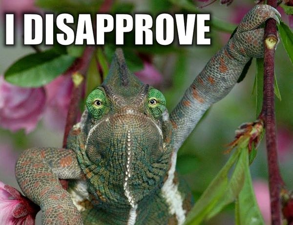 disapprove-lizard-unhappy-angry-grumpy-1357074352e.jpg