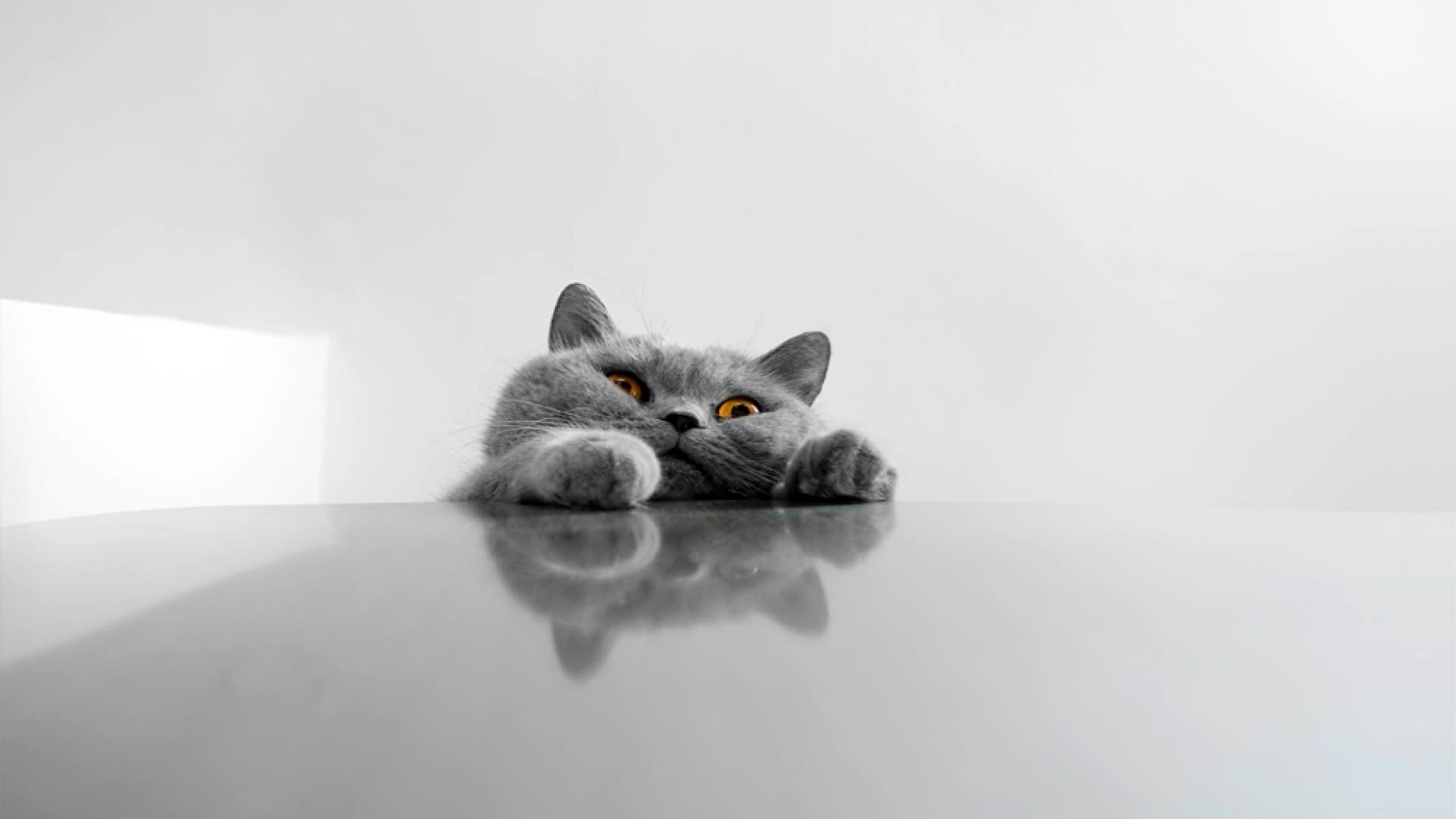 Cute-Funny-Cat-Wallpaper-HD.jpg