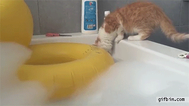 1441643020_cat_jumps_in_bath_tub_instantly_regrets_it.gif