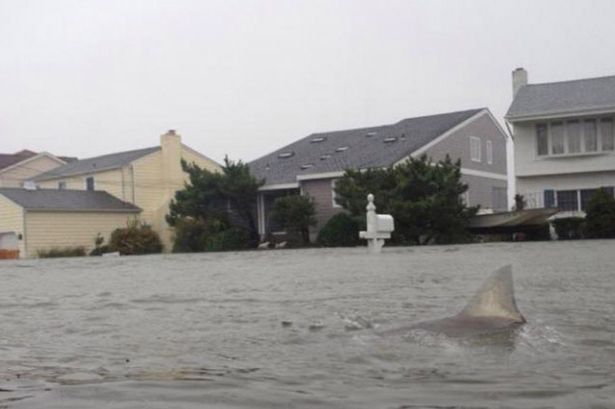 Shark%20swimming%20in%20flooded%20US%20streets%20after%20Hurricane%20Sandy