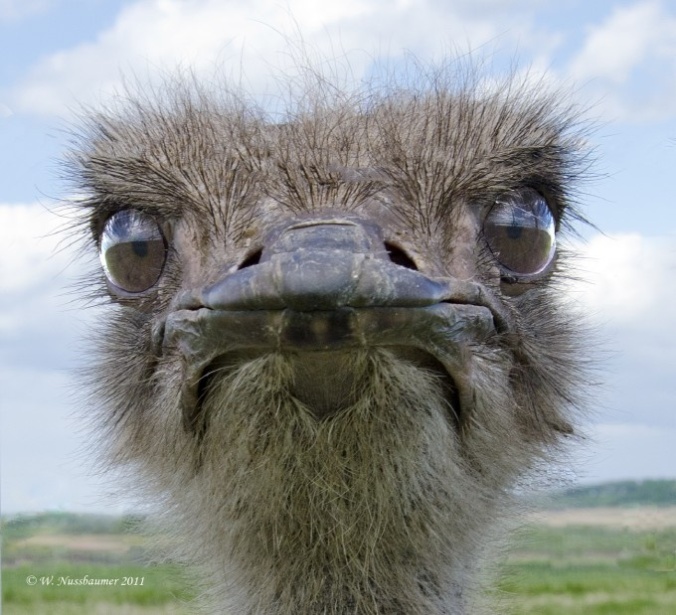 ostrich-angry-via-google-credit-lower-left.jpg