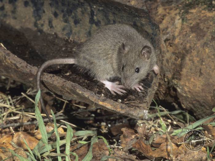 rat-poison_brown-rat-simon-booth.jpg